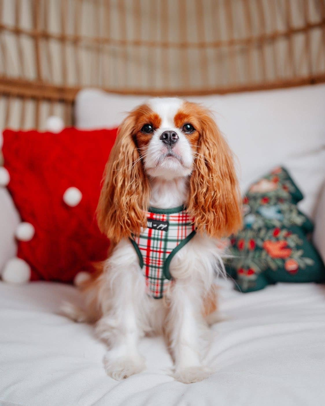 “You’re a Gift” holiday harness set