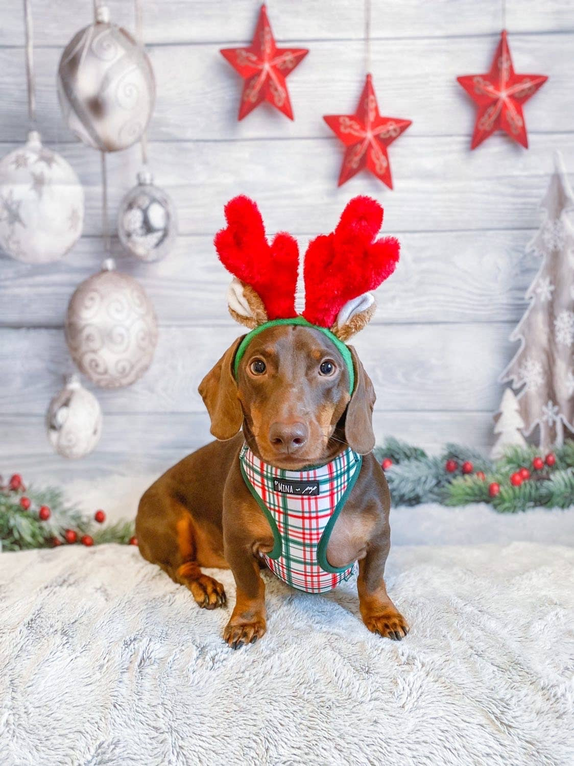 “You’re a Gift” holiday harness set
