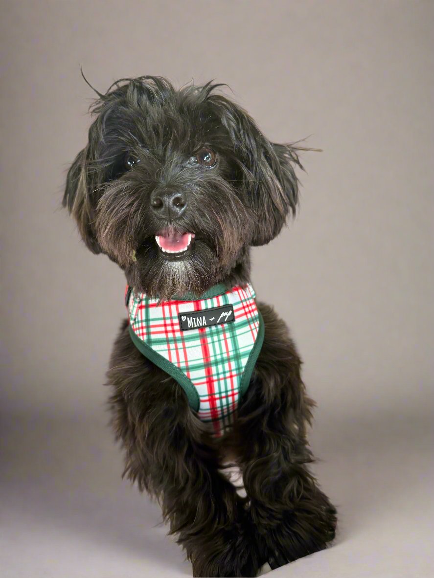 “You’re a Gift” holiday harness set