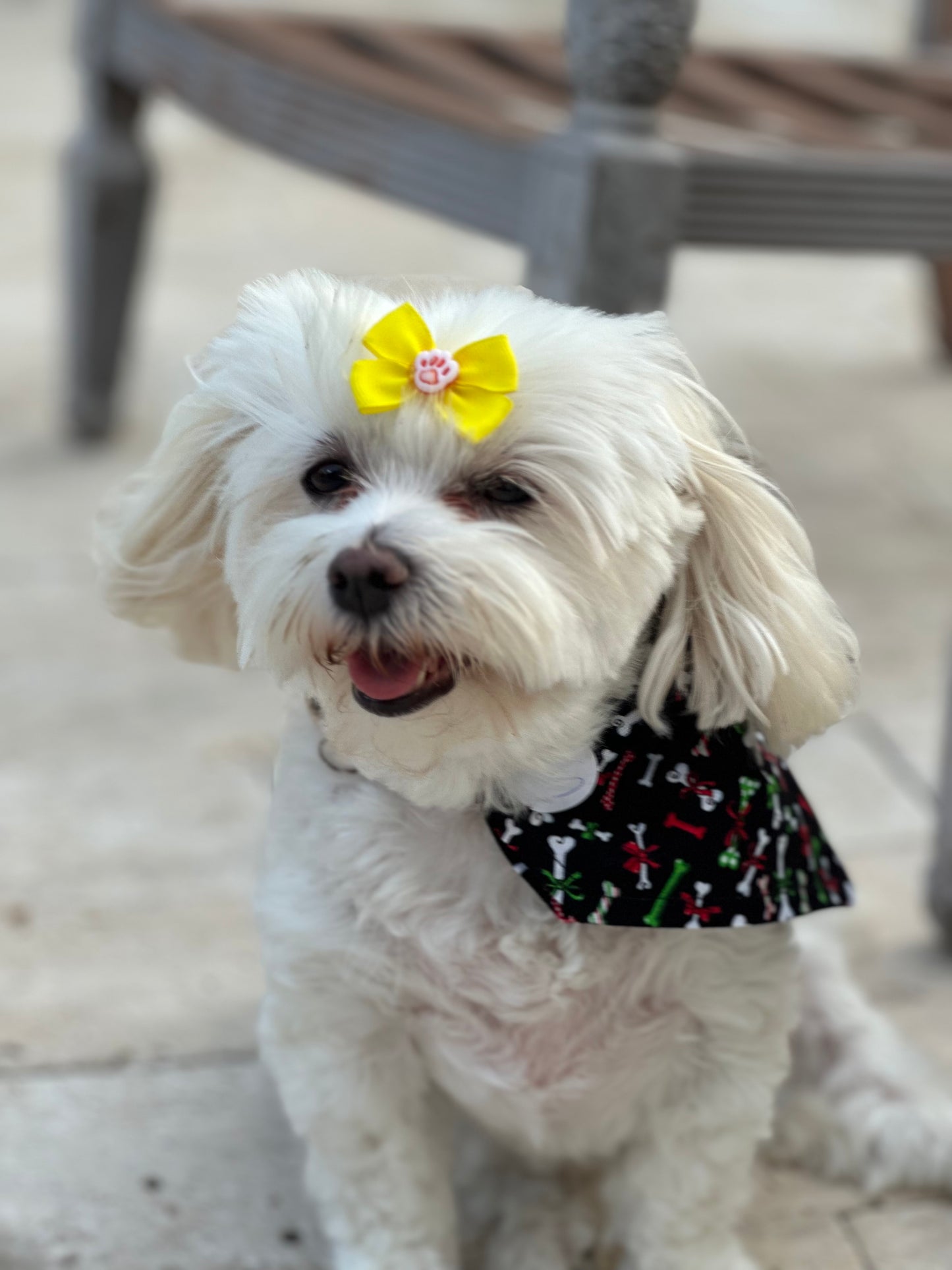 Holiday Pawty Bones Bandana