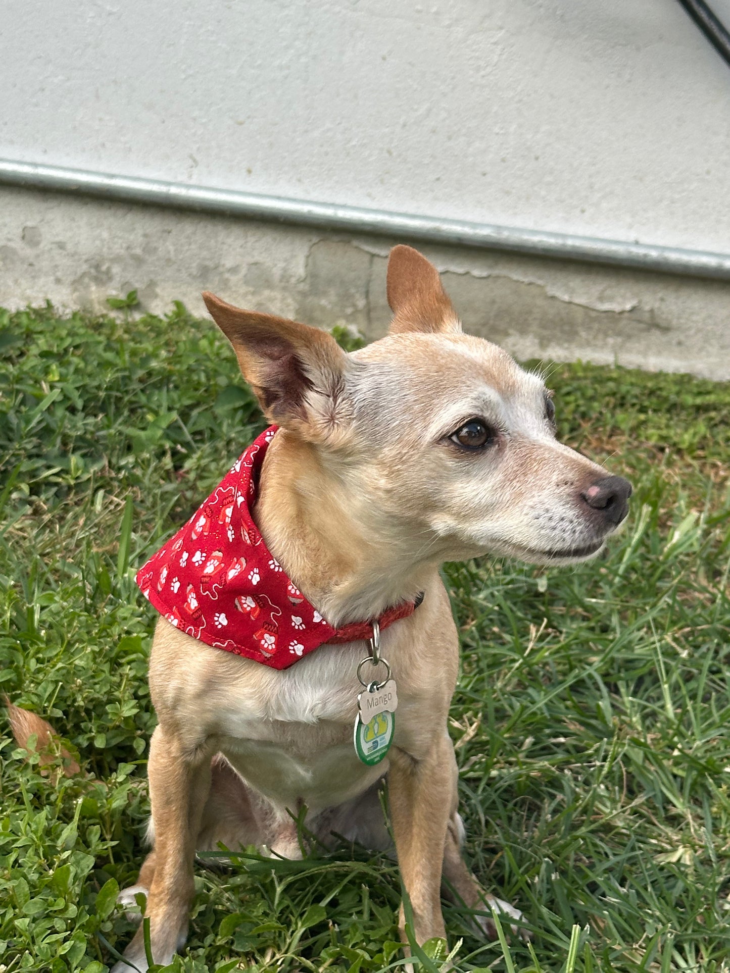 Holiday Mittens Bandana & Bowtie