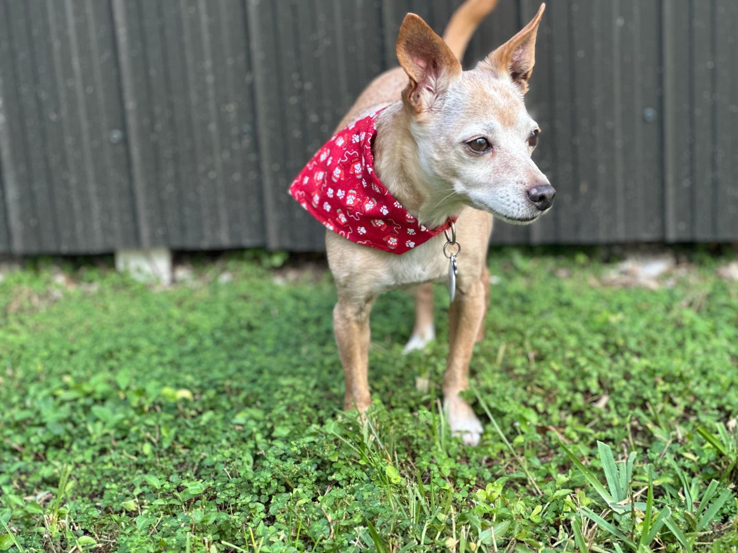 Holiday Mittens Bandana & Bowtie